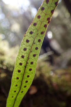 Image of Phymatosorus pustulatus subsp. pustulatus