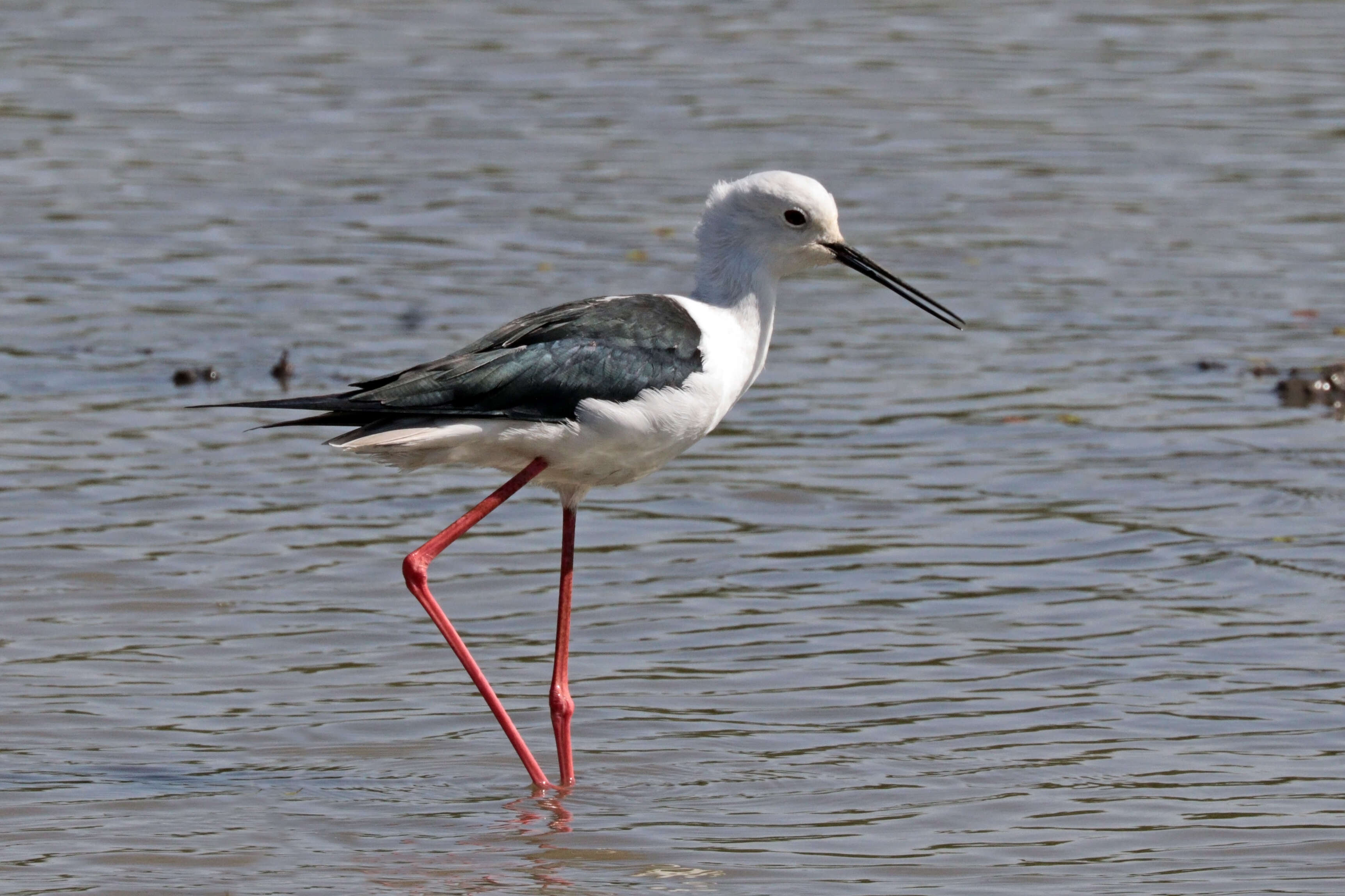 Image of Black-winged Stilt