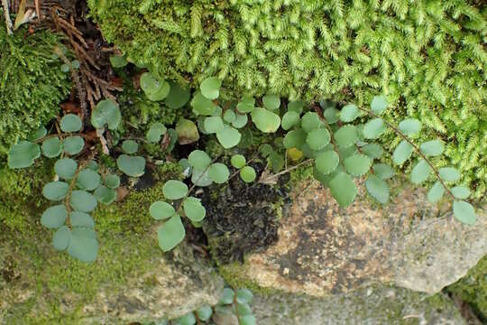 Plancia ëd Pellaea rotundifolia (G. Forst.) Hook.