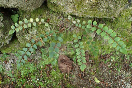 Image of Pellaea rotundifolia (G. Forst.) Hook.