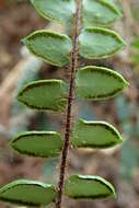 Plancia ëd Pellaea rotundifolia (G. Forst.) Hook.