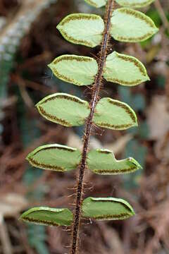 Plancia ëd Pellaea rotundifolia (G. Forst.) Hook.