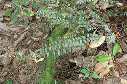 Plancia ëd Pellaea rotundifolia (G. Forst.) Hook.