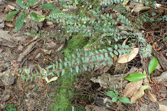 Plancia ëd Pellaea rotundifolia (G. Forst.) Hook.