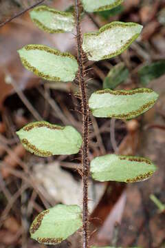Image of Pellaea rotundifolia (G. Forst.) Hook.