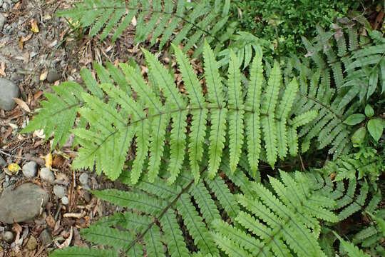 Image of Pneumatopteris pennigera (G. Forst.) Holtt.