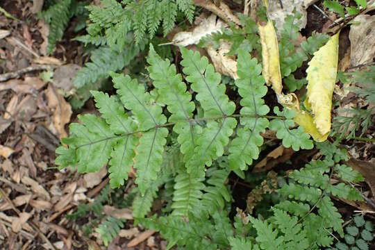 Image of Pneumatopteris pennigera (G. Forst.) Holtt.