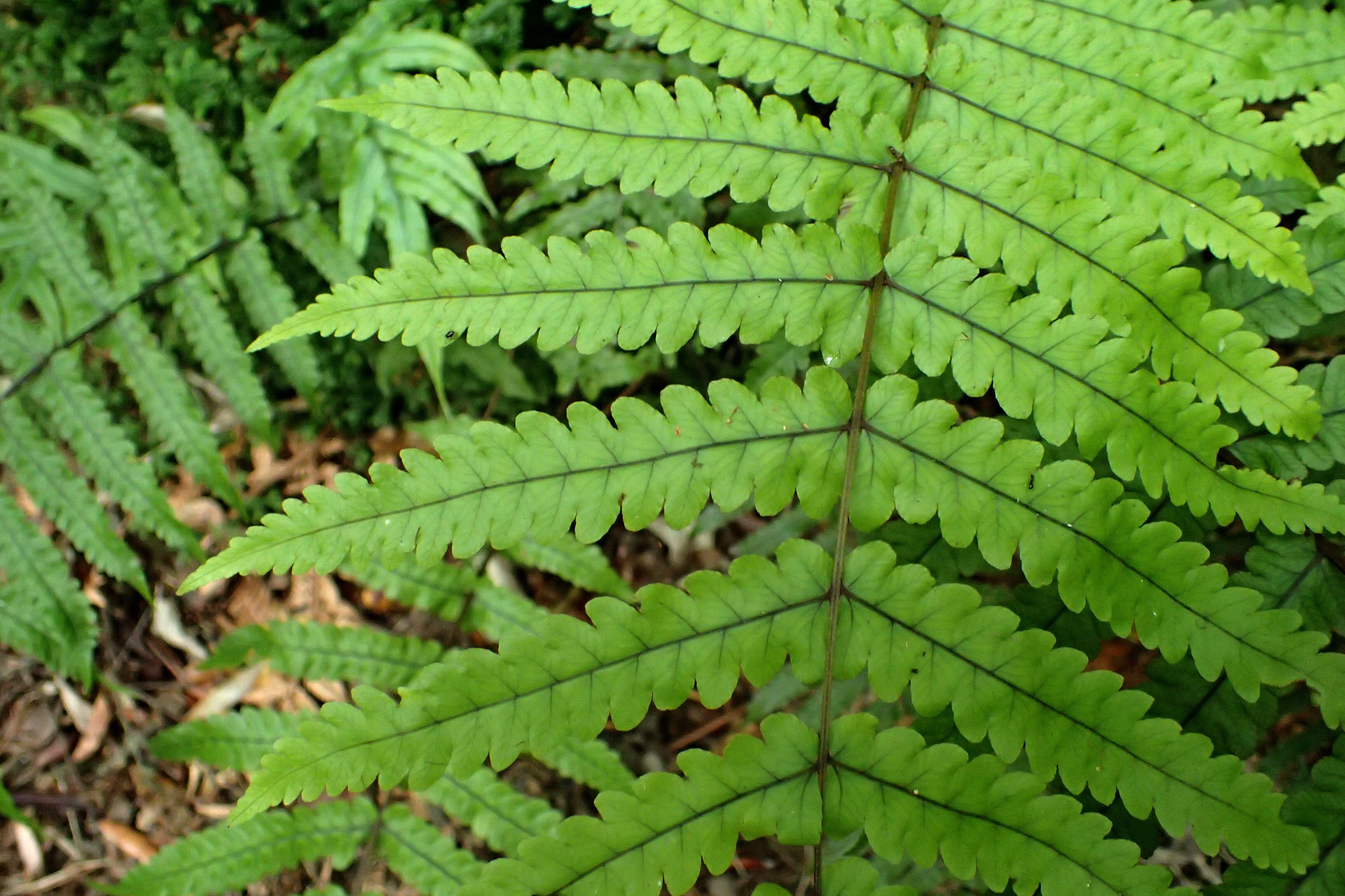 Image of Pneumatopteris pennigera (G. Forst.) Holtt.