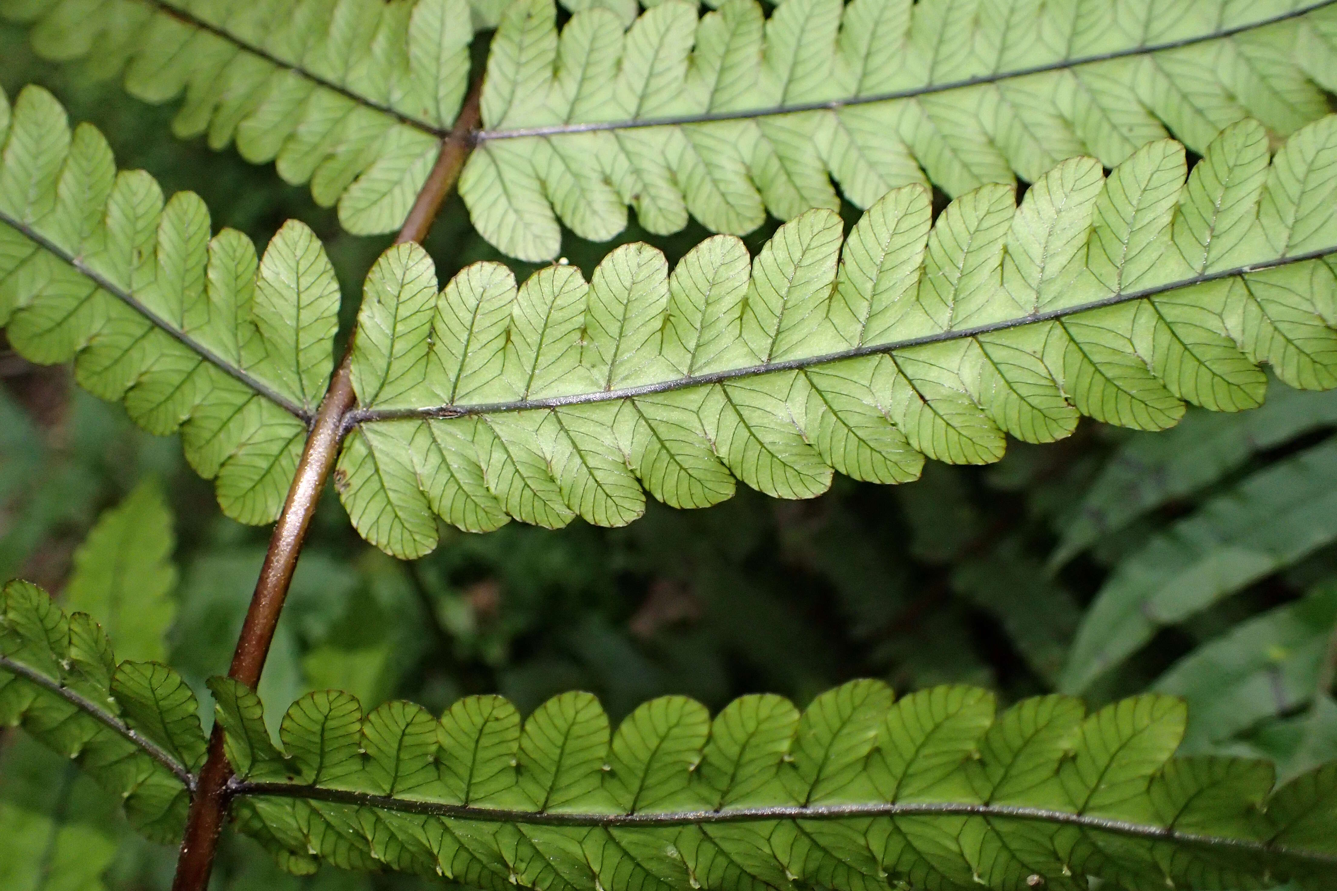 Image of Pneumatopteris pennigera (G. Forst.) Holtt.