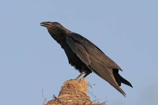 Imagem de Corvus rhipidurus Hartert 1918