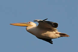 Image of Great White Pelican