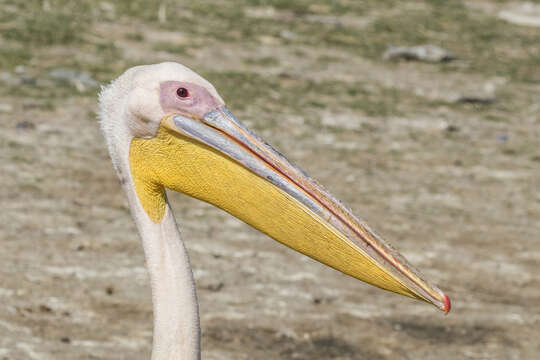 Image of Great White Pelican