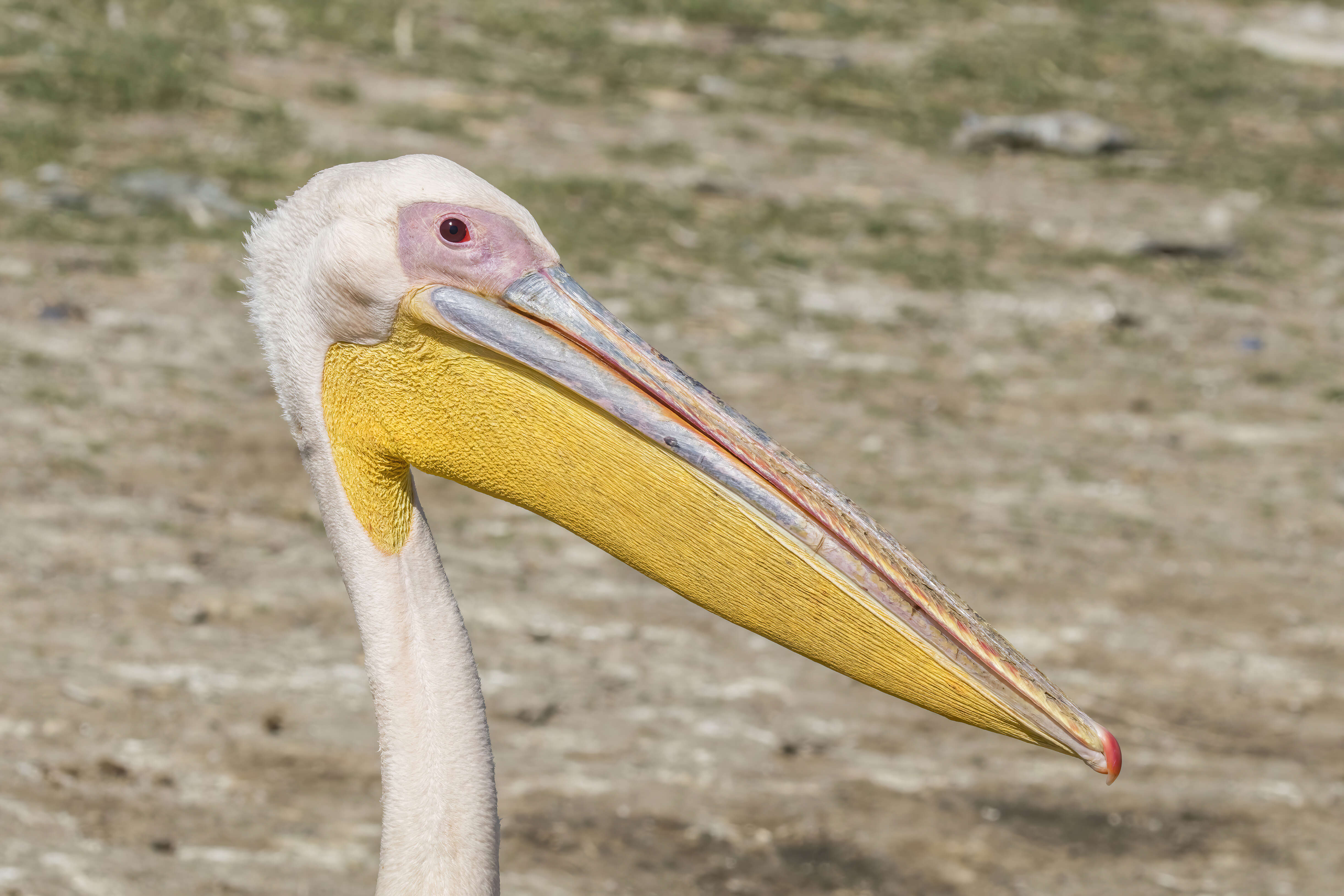 Image of Great White Pelican