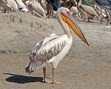 Image of Great White Pelican