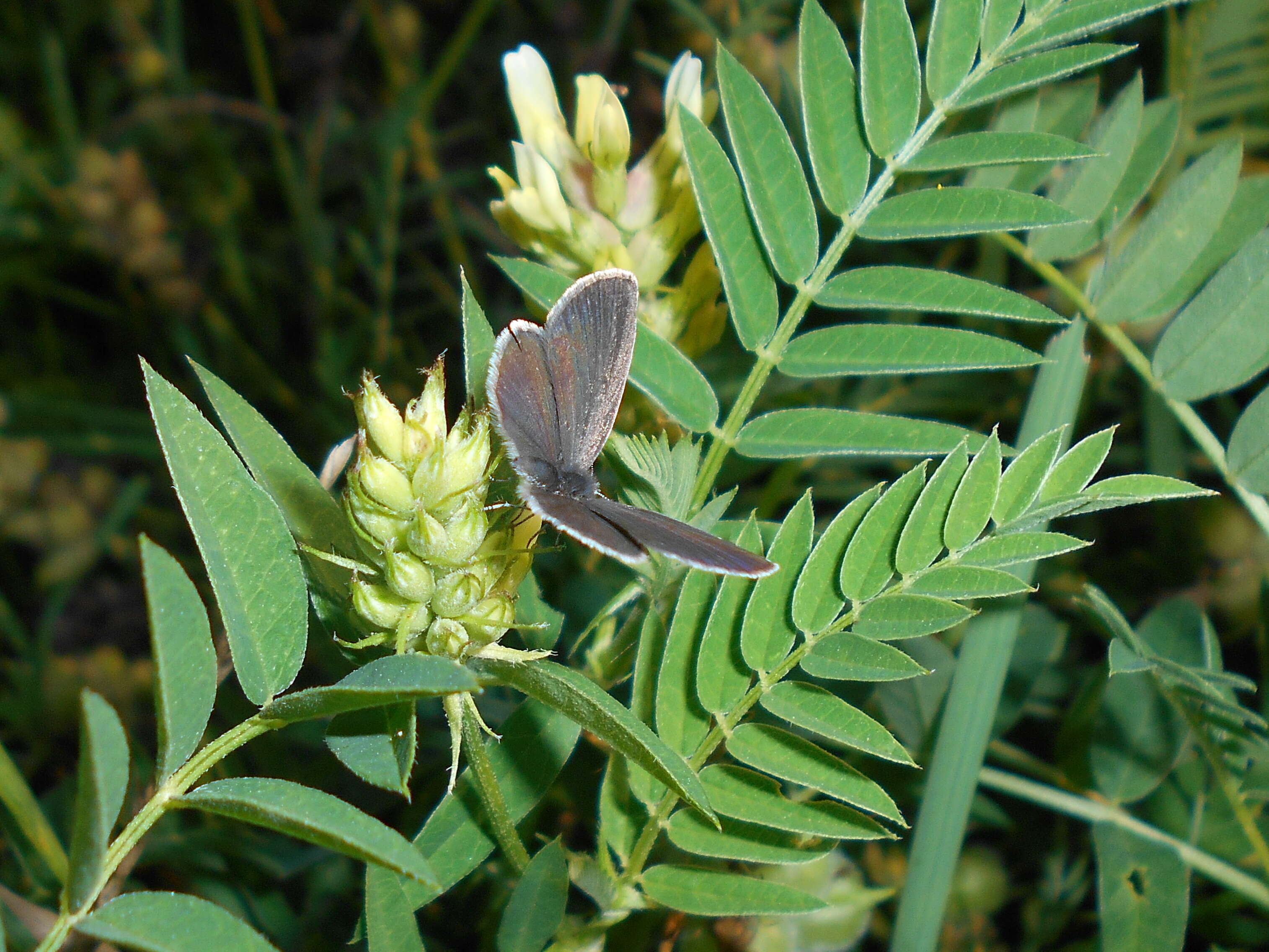 Image of chickpea milkvetch