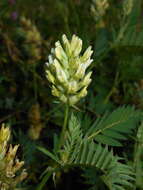 Image of chickpea milkvetch