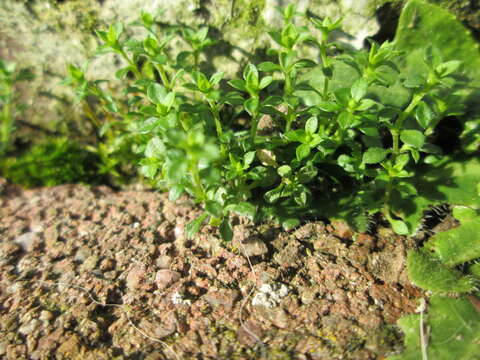 Image of Thyme-leaved Sandwort