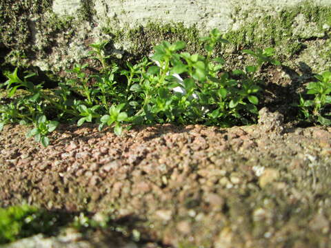 Image of Thyme-leaved Sandwort