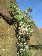 Image of White Stonecrop