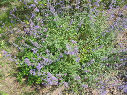 Image of Caucasus catmint