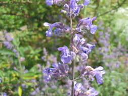 Image of Caucasus catmint