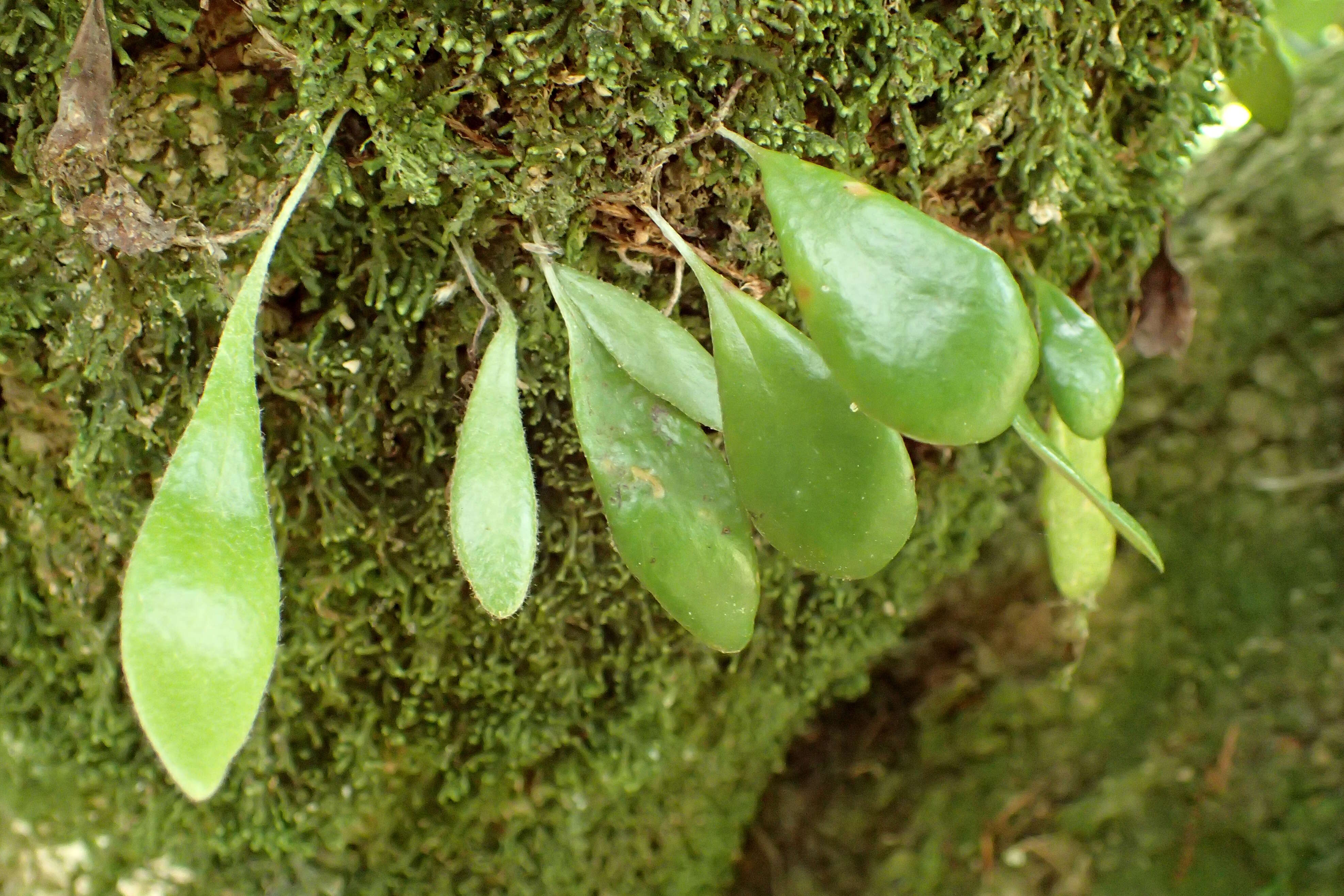 Image of leather-leaf fern