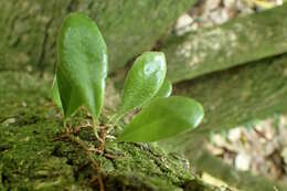 Image of leather-leaf fern