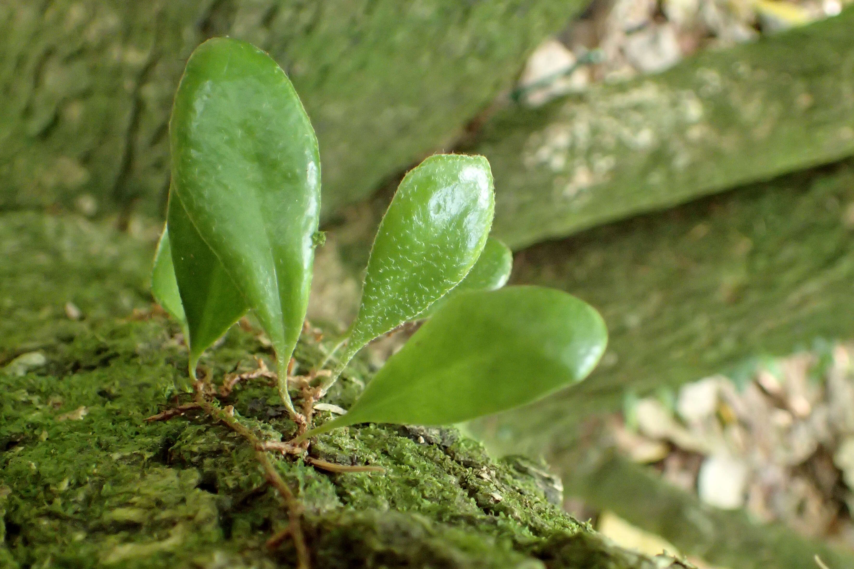 Image of leather-leaf fern