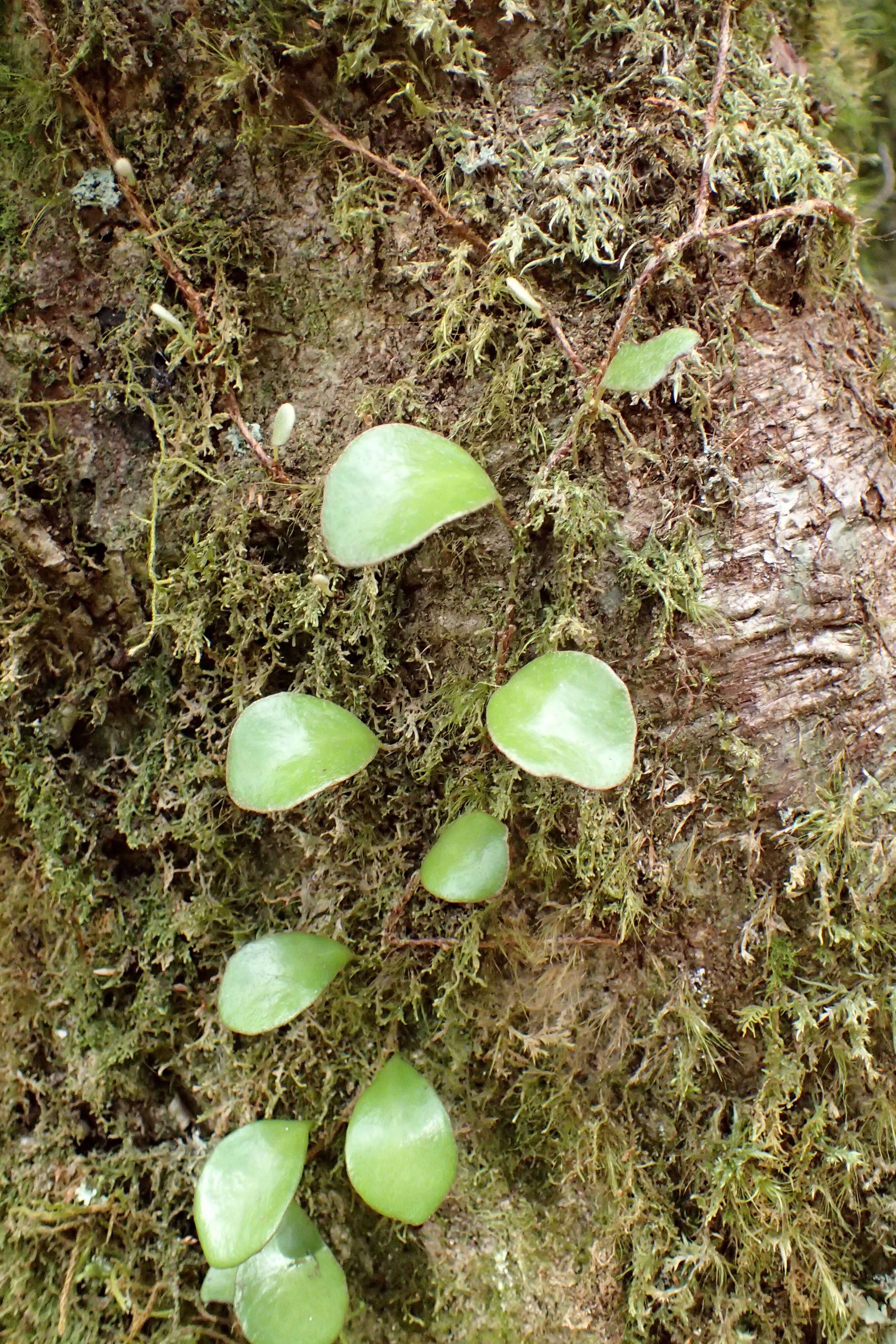 Image of leather-leaf fern