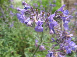 Image of Caucasus catmint