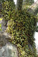 Image of leather-leaf fern