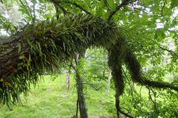 Image of leather-leaf fern