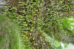 Image of leather-leaf fern