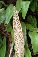 Image of leather-leaf fern