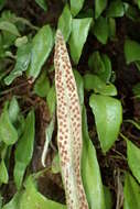 Image of leather-leaf fern