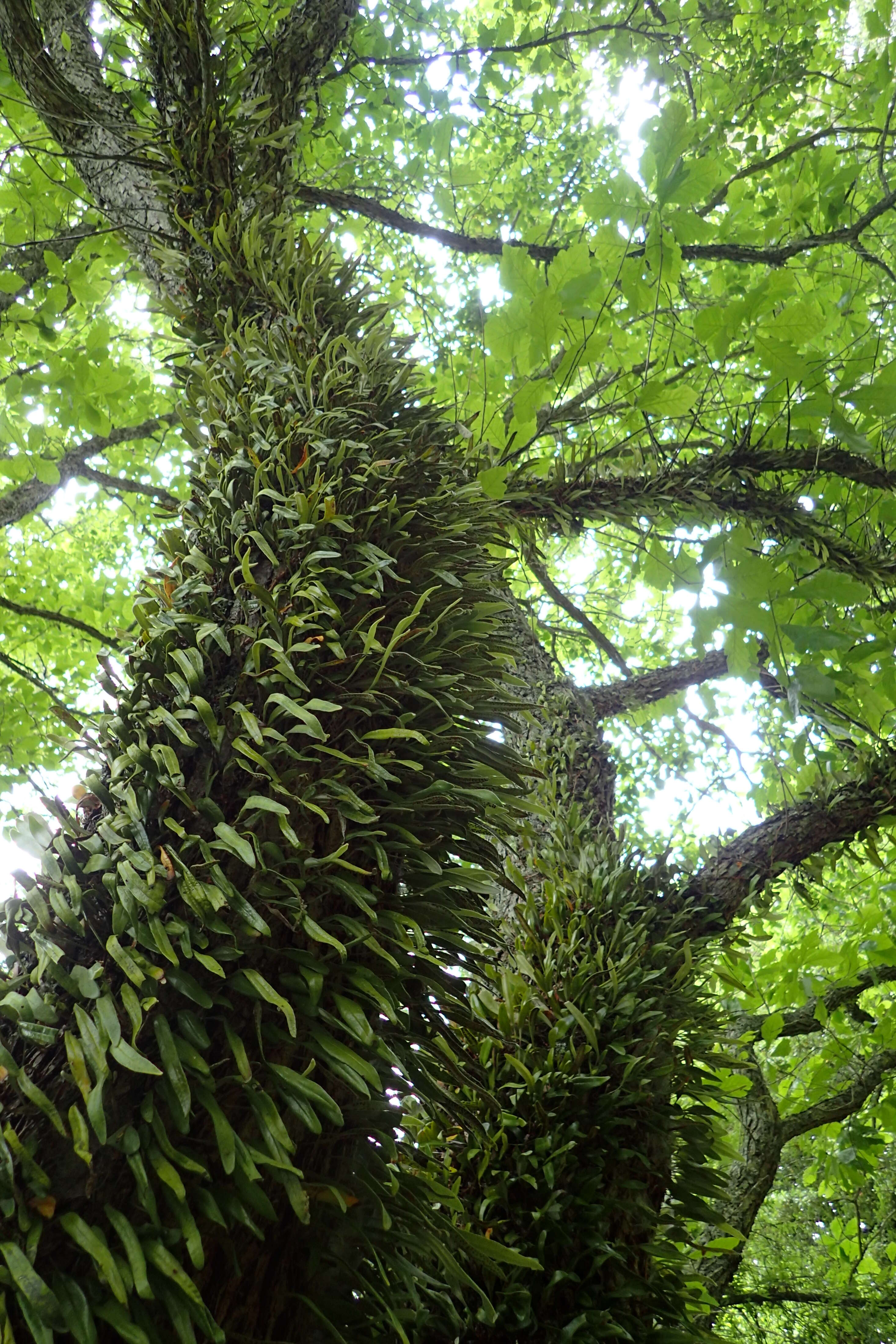 Image of leather-leaf fern