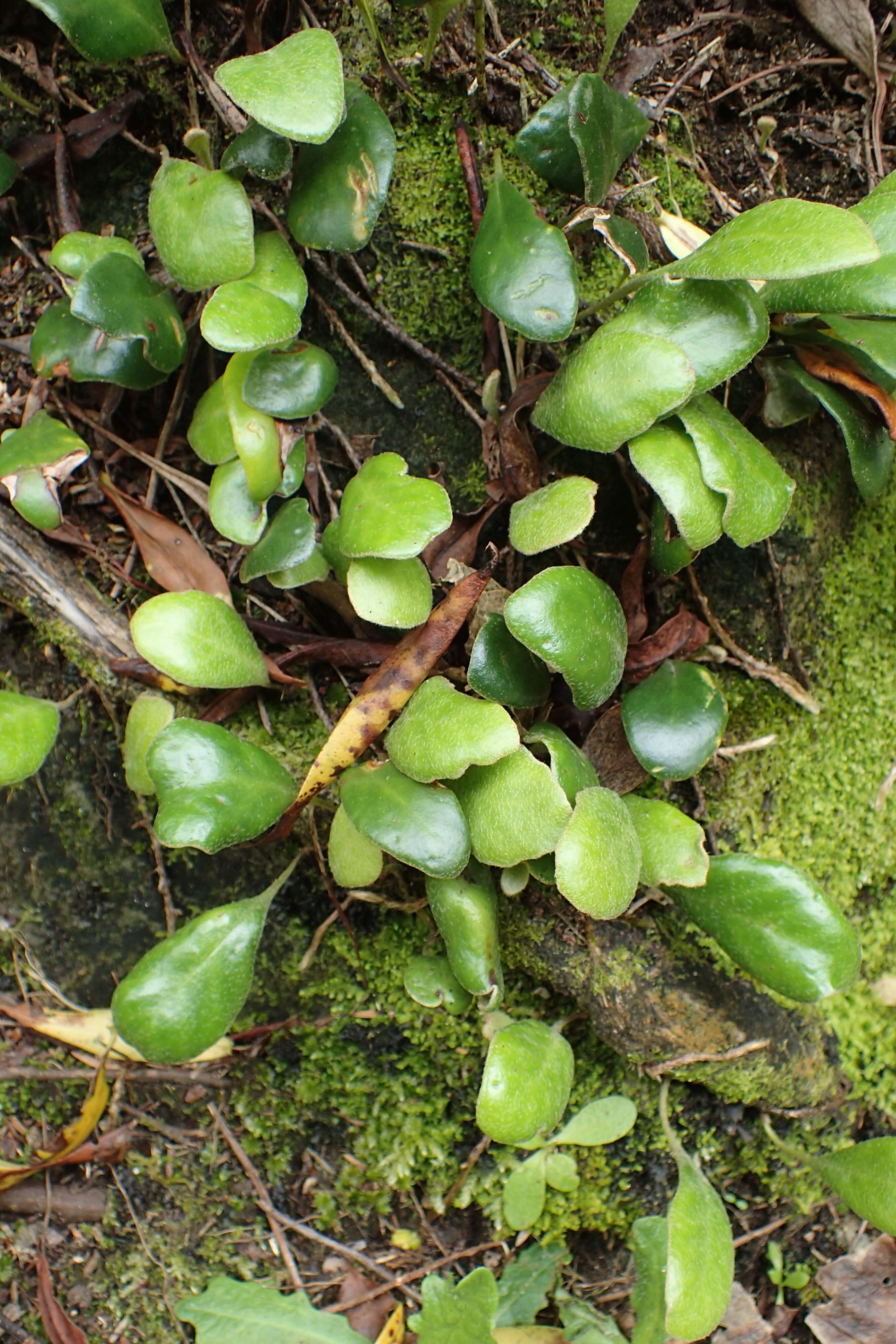 Image of leather-leaf fern