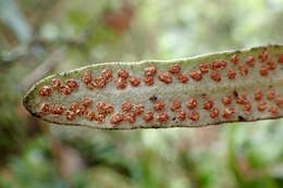 Image of leather-leaf fern