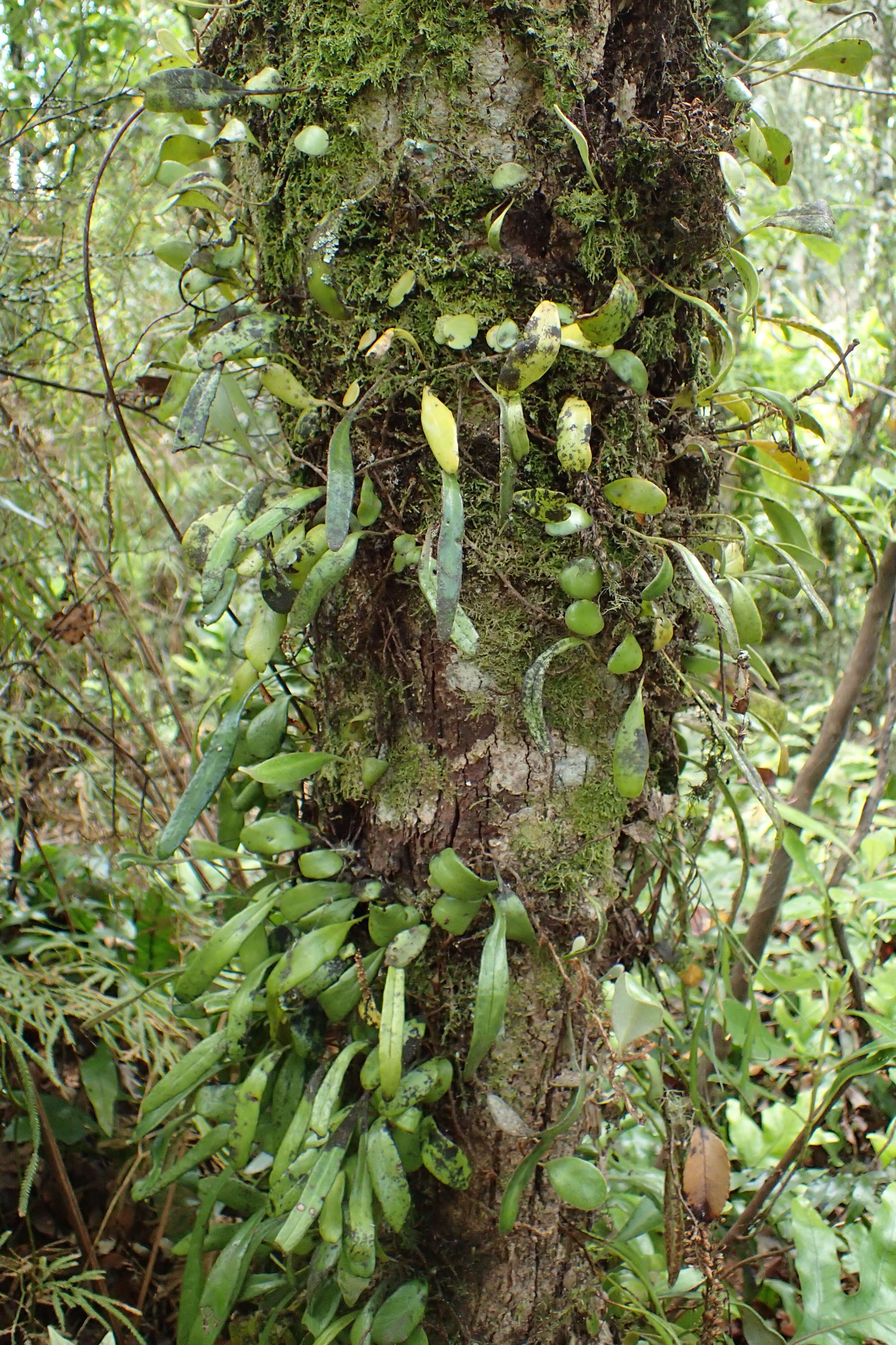 Image of leather-leaf fern