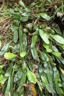 Image of leather-leaf fern