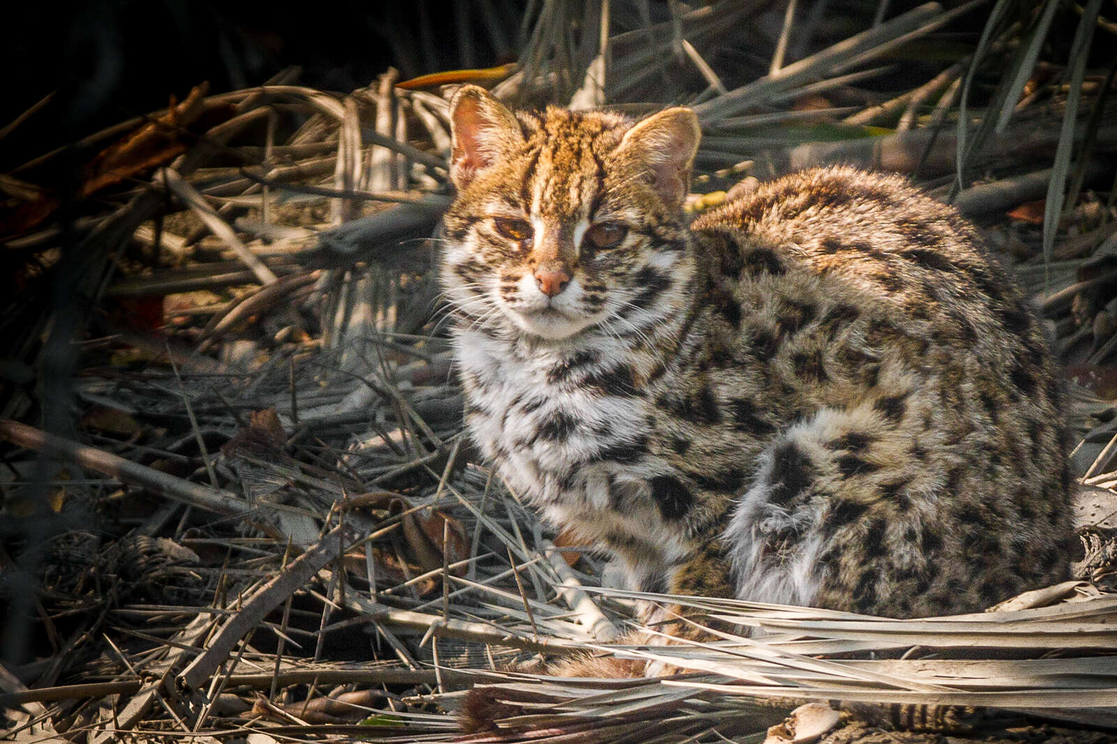 Image of Leopard Cat