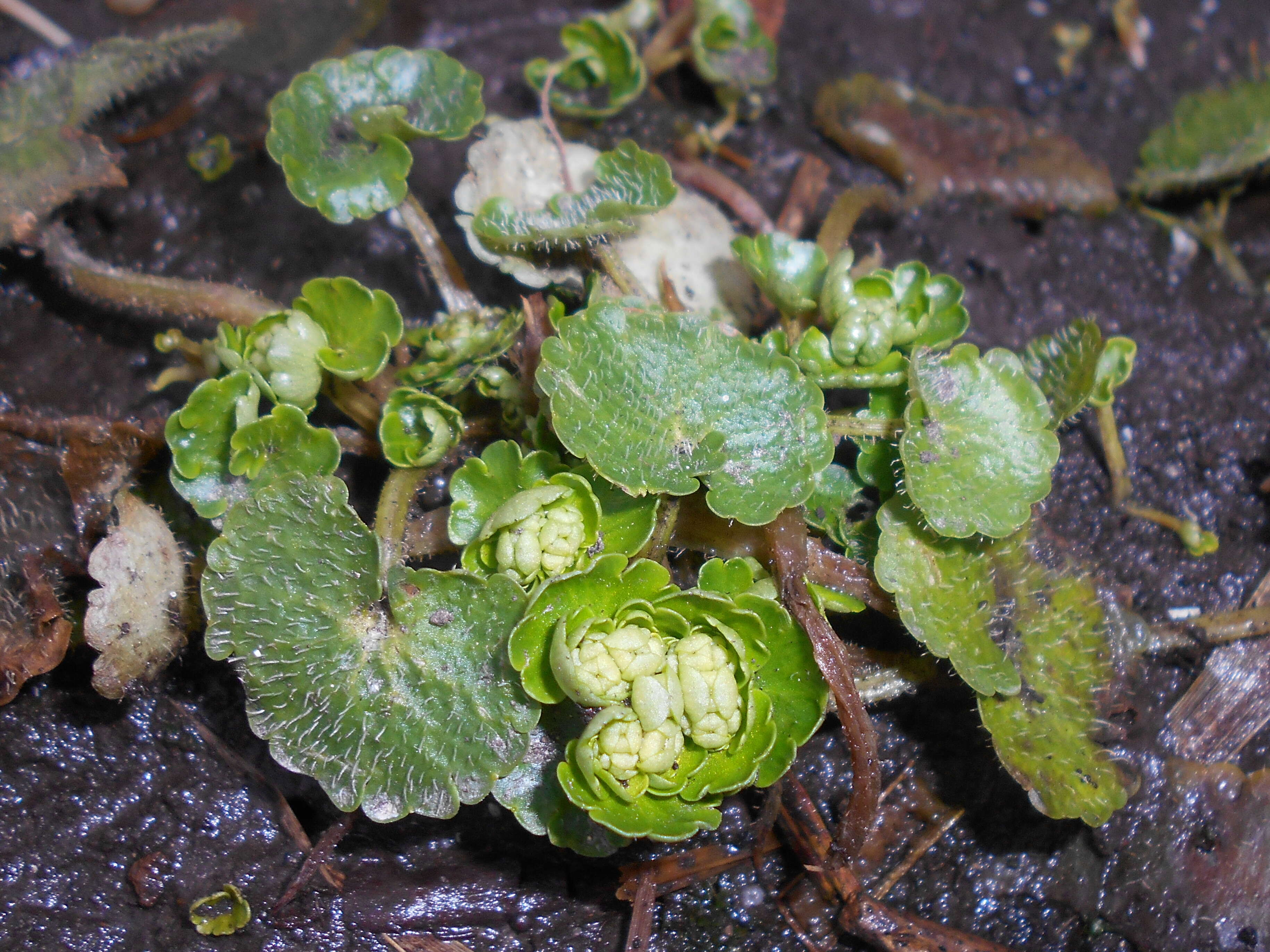 Plancia ëd Chrysosplenium alternifolium L.