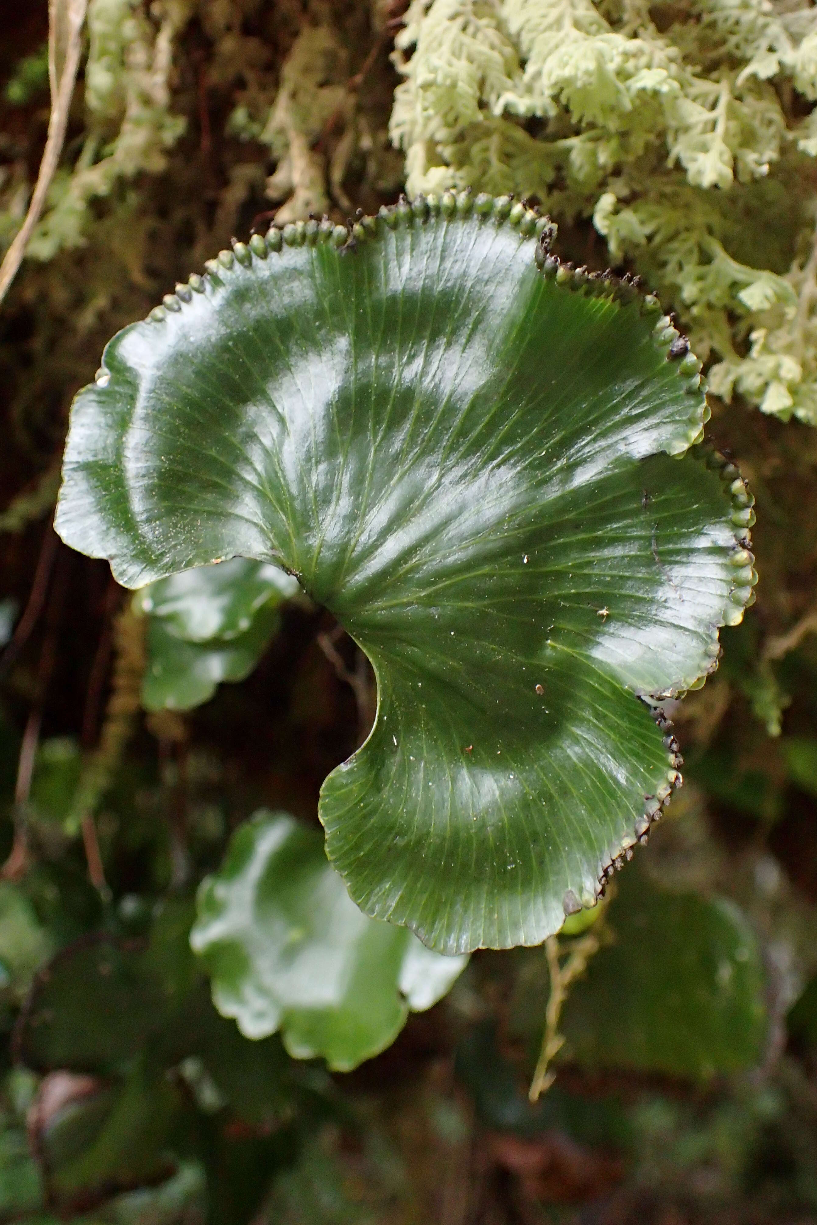 Image of kidney fern