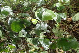 Imagem de Hymenophyllum nephrophyllum Ebihara & K. Iwats.