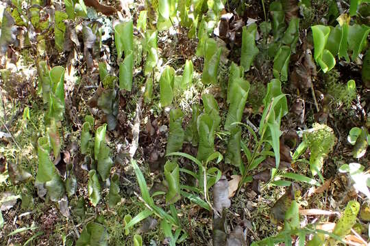 Imagem de Hymenophyllum nephrophyllum Ebihara & K. Iwats.