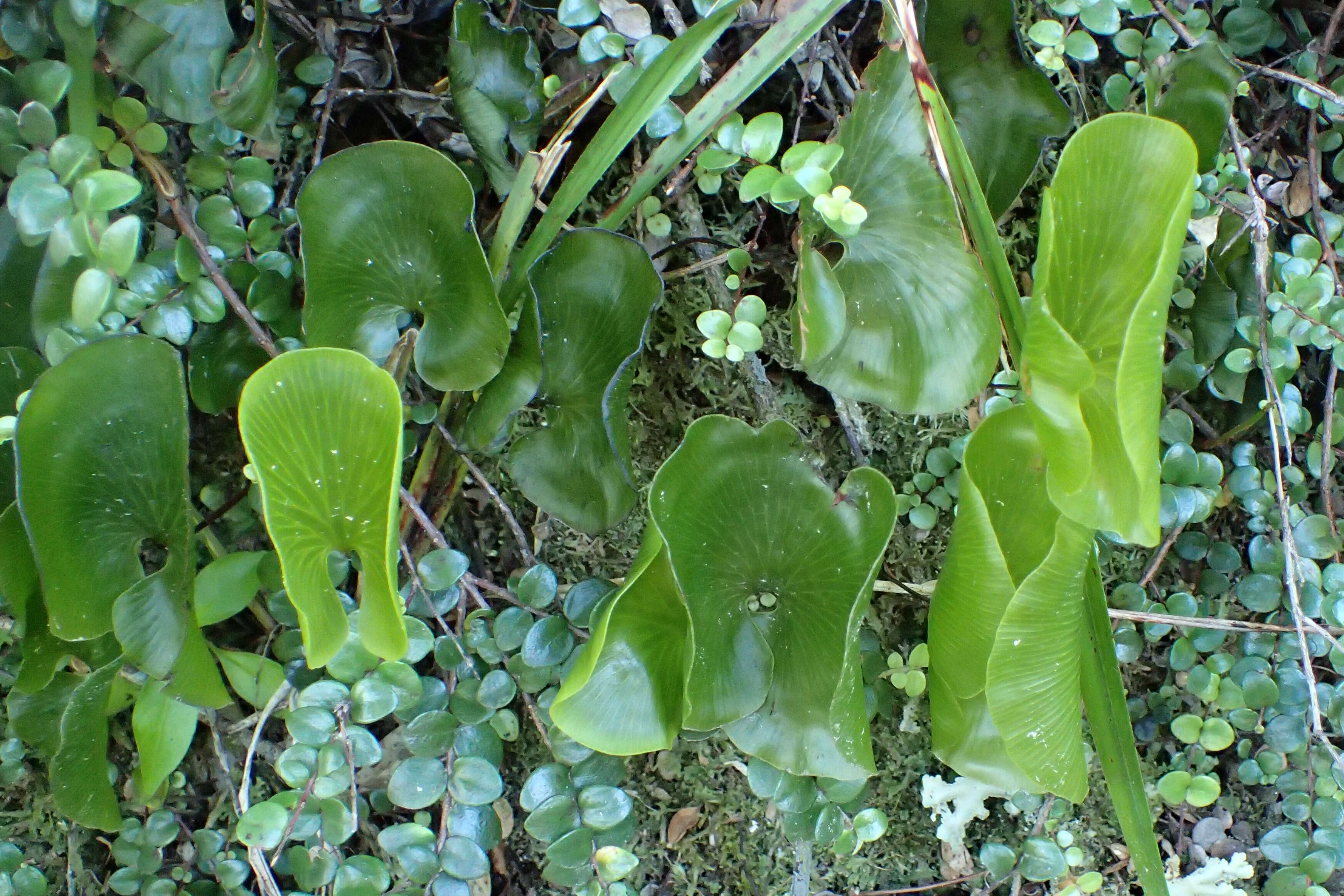 Imagem de Hymenophyllum nephrophyllum Ebihara & K. Iwats.