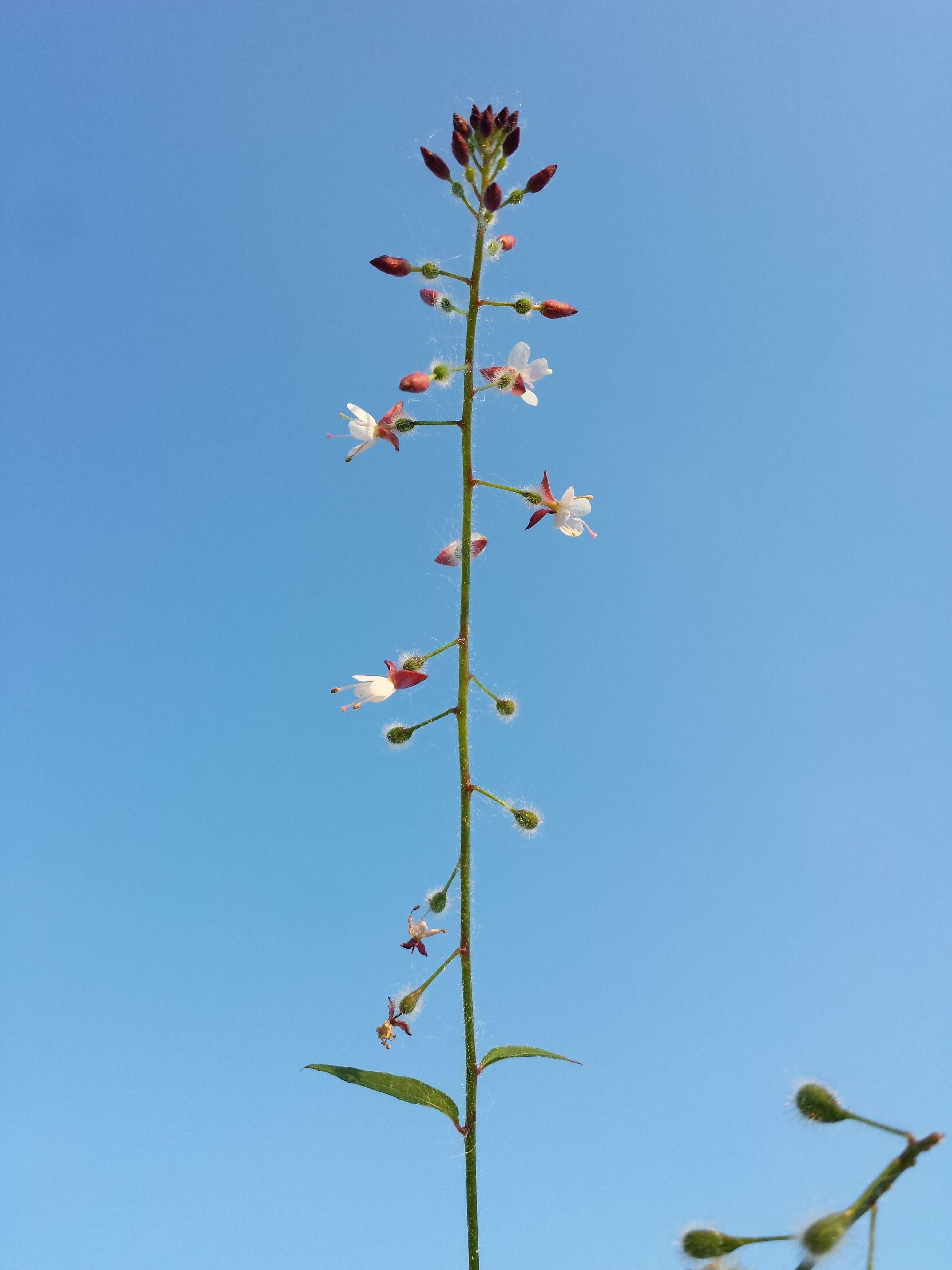 Image of broadleaf enchanter's nightshade