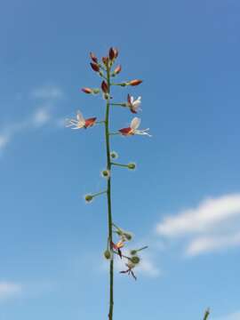 Image of broadleaf enchanter's nightshade