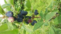 Imagem de Lonicera caerulea L.