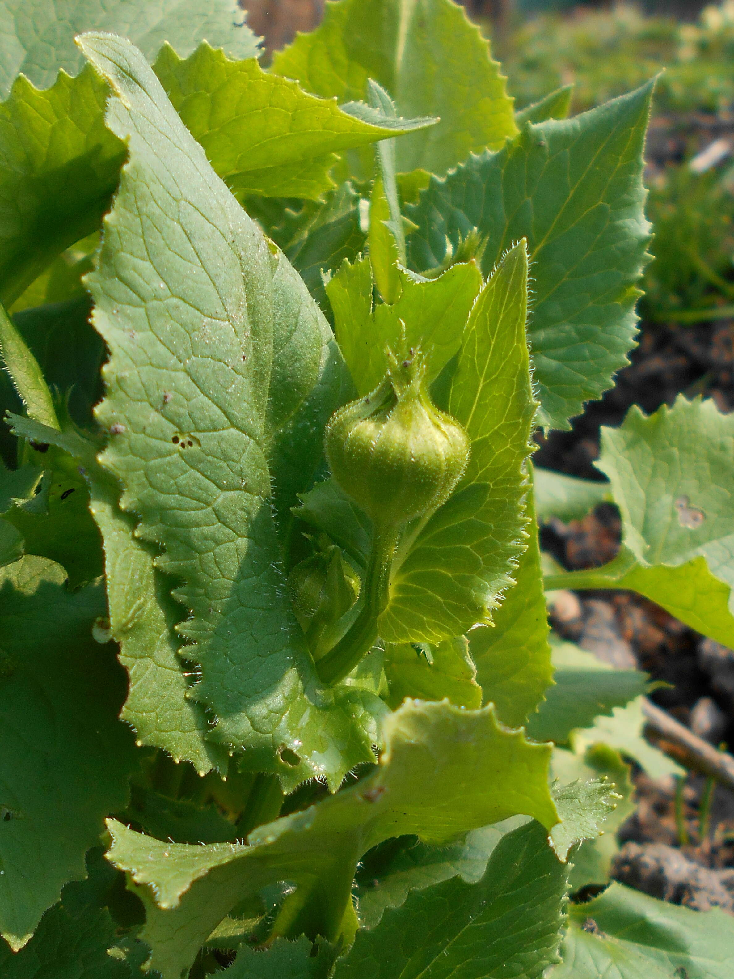 Imagem de Doronicum orientale Hoffm.